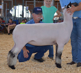 Sedalia - MidWest Stud Ram Sale